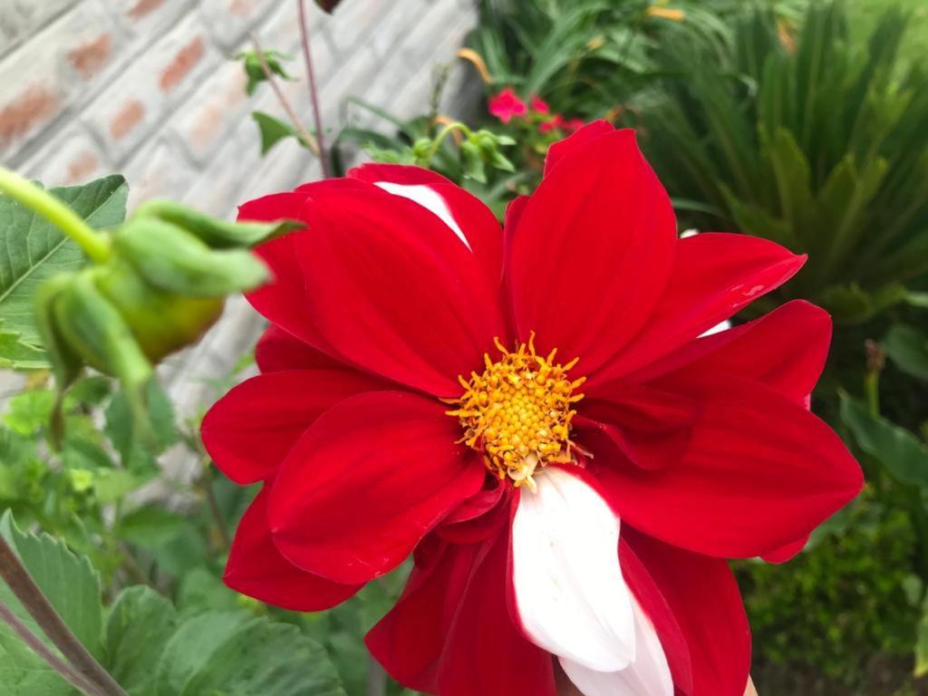 Las Hortensia'S Casa De Huespedes ตาบาเบลา ภายนอก รูปภาพ
